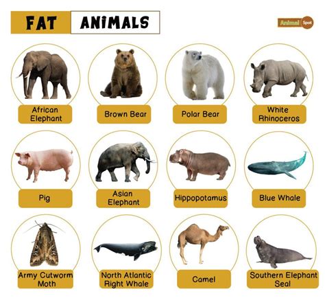 chubby animals|Fat Animals – Facts, List, Pictures.